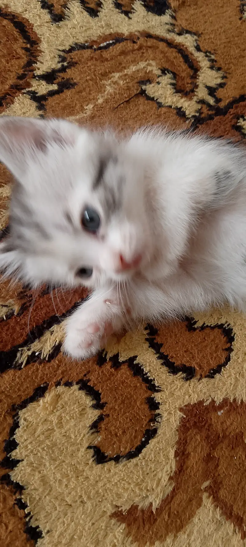 Funny cats ,weak up you early and know your language — photo 3