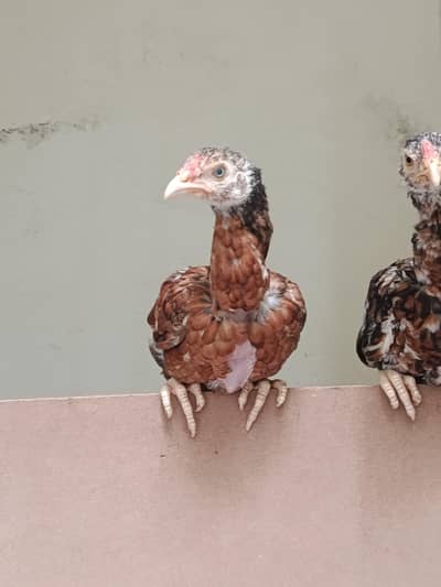 2 aseel mianwali pure breed hens pair