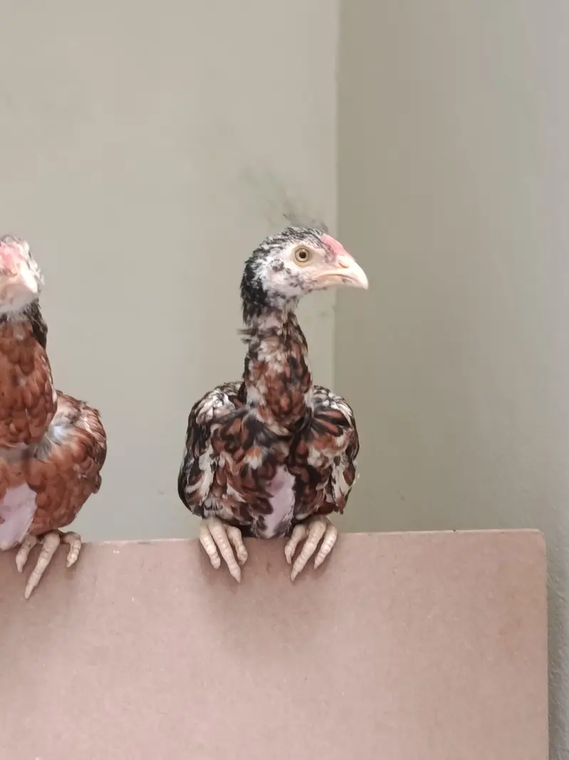 2 aseel mianwali pure breed hens pair — photo 2