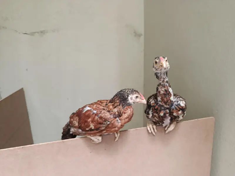 2 aseel mianwali pure breed hens pair — photo 3