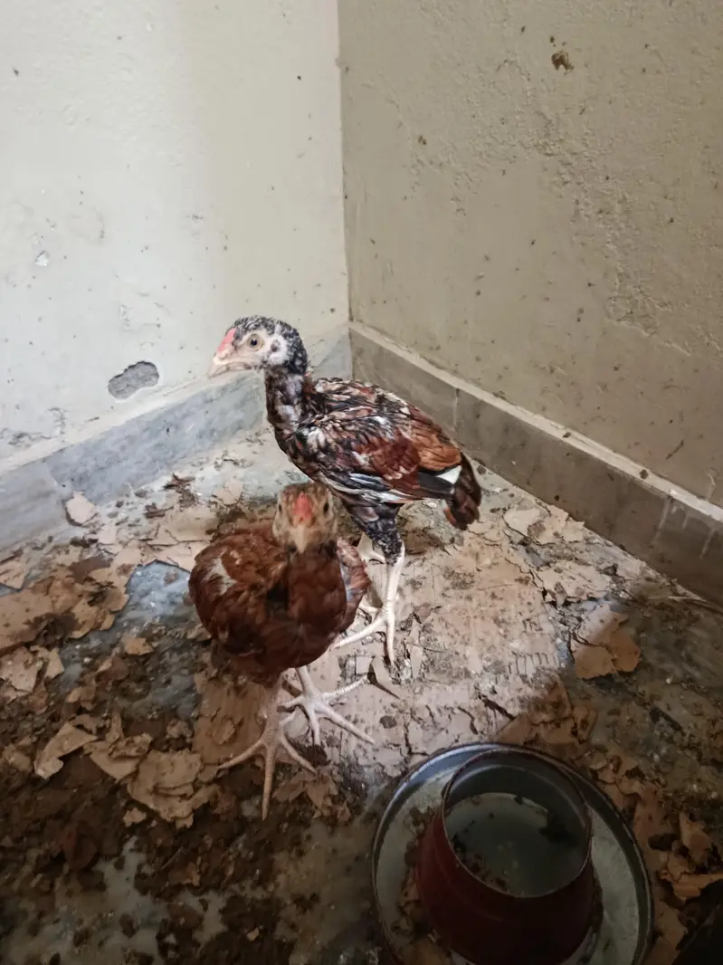 2 aseel mianwali pure breed hens pair — photo 4