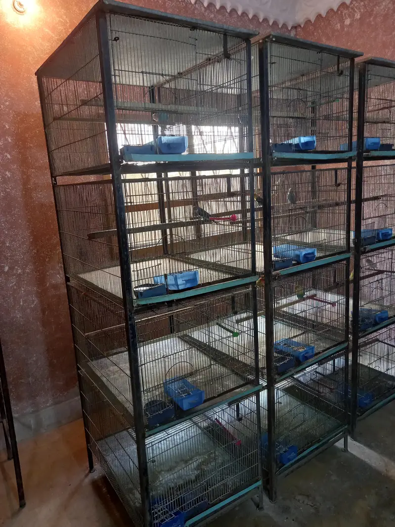 Bird cage — photo 3