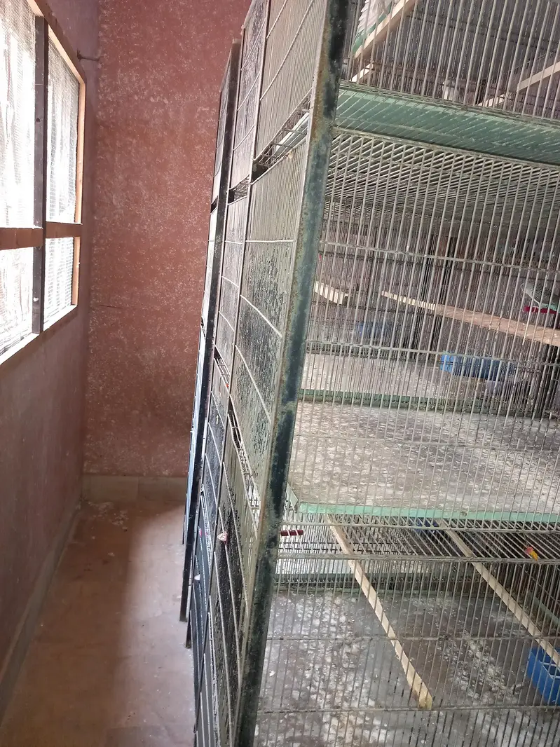 Bird cage — photo 4