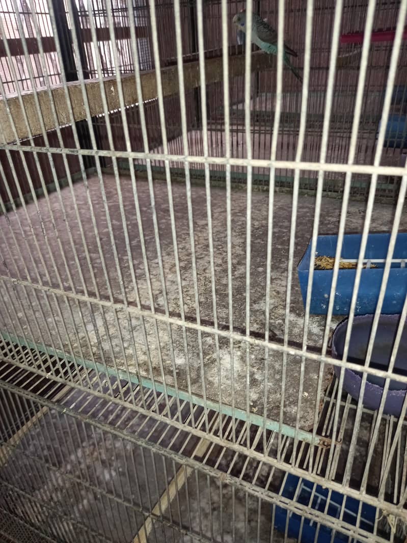 Bird cage 4