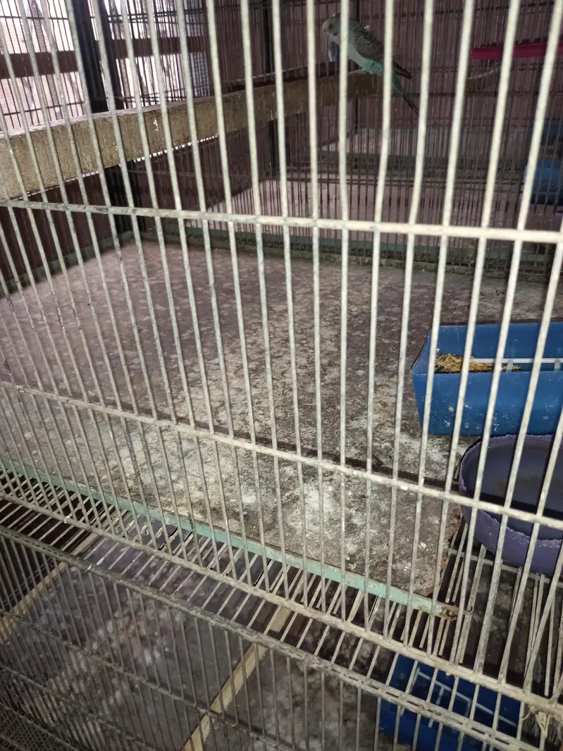 Bird cage — photo 5