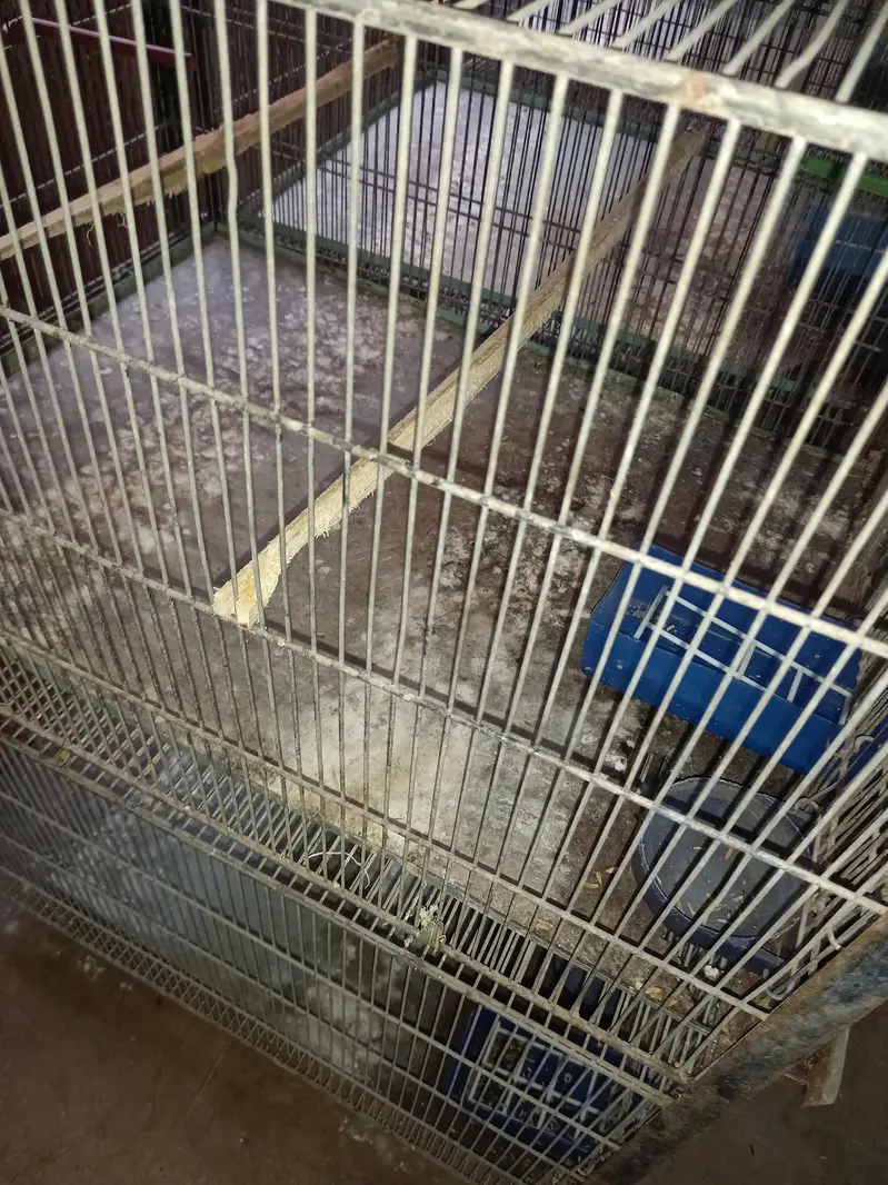 Bird cage — photo 6