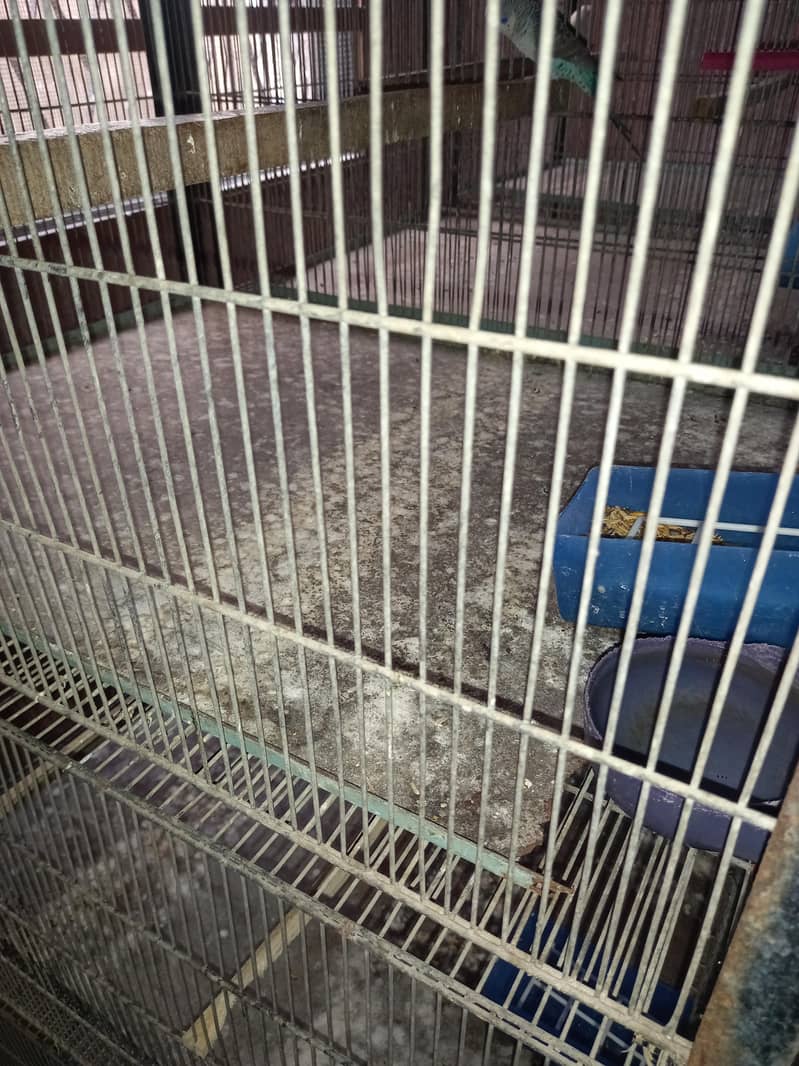 Bird cage 6