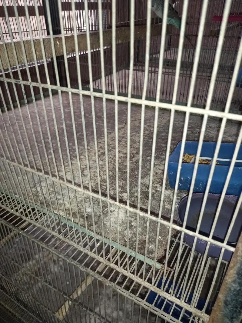 Bird cage — photo 7