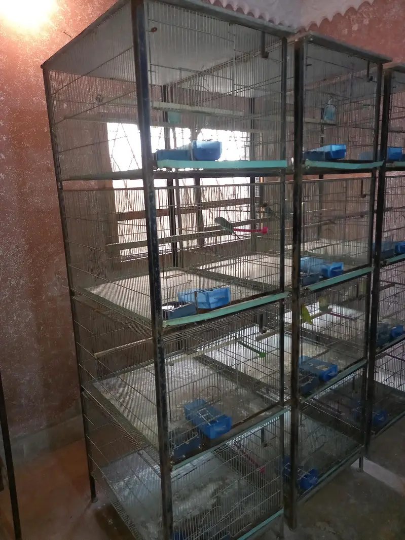 Bird cage — photo 8