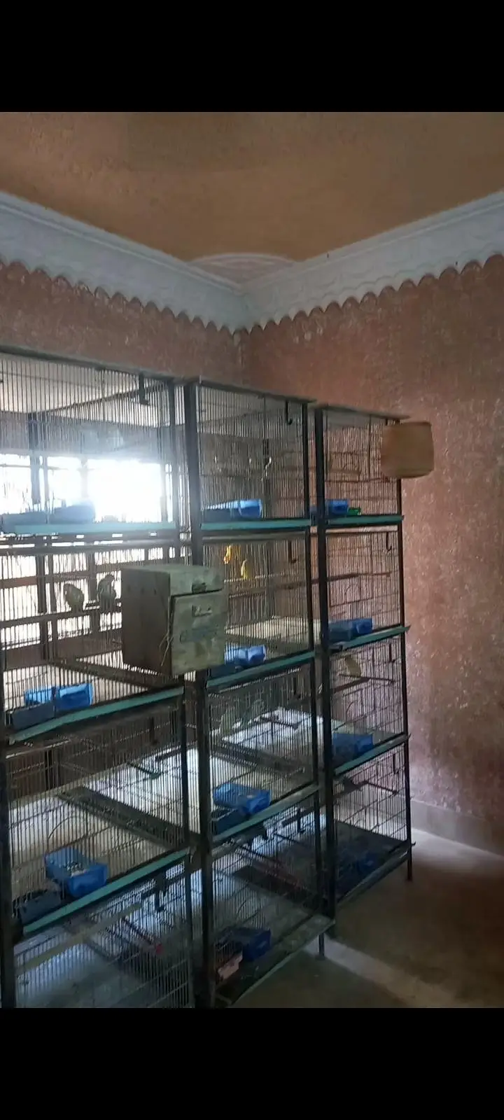 Bird cage — photo 9