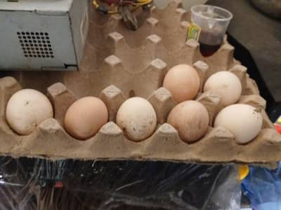 Aseel Eggs for sell Mushka Chenna heera mix eggs