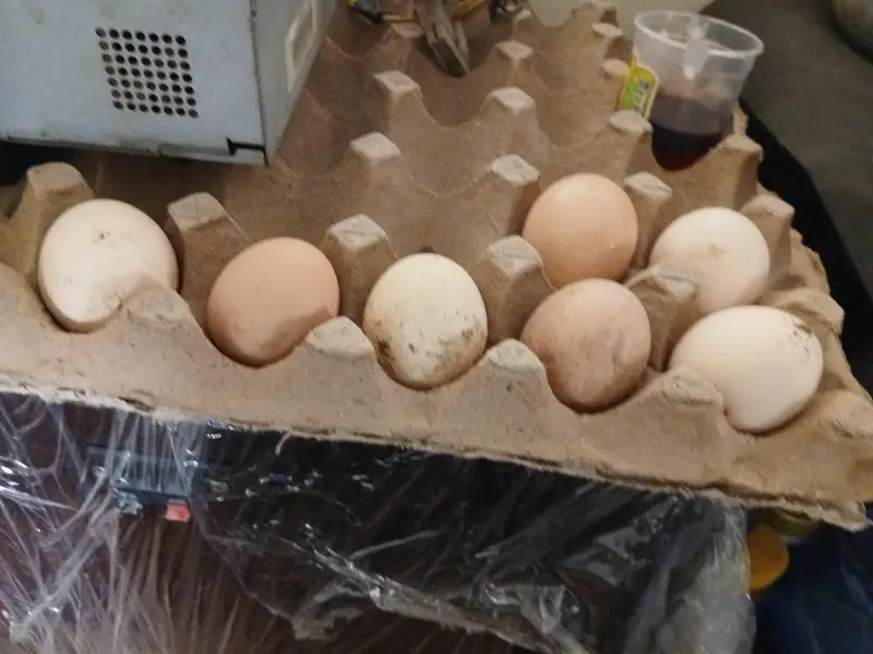 Aseel Eggs for sell Mushka Chenna heera mix eggs — photo 2