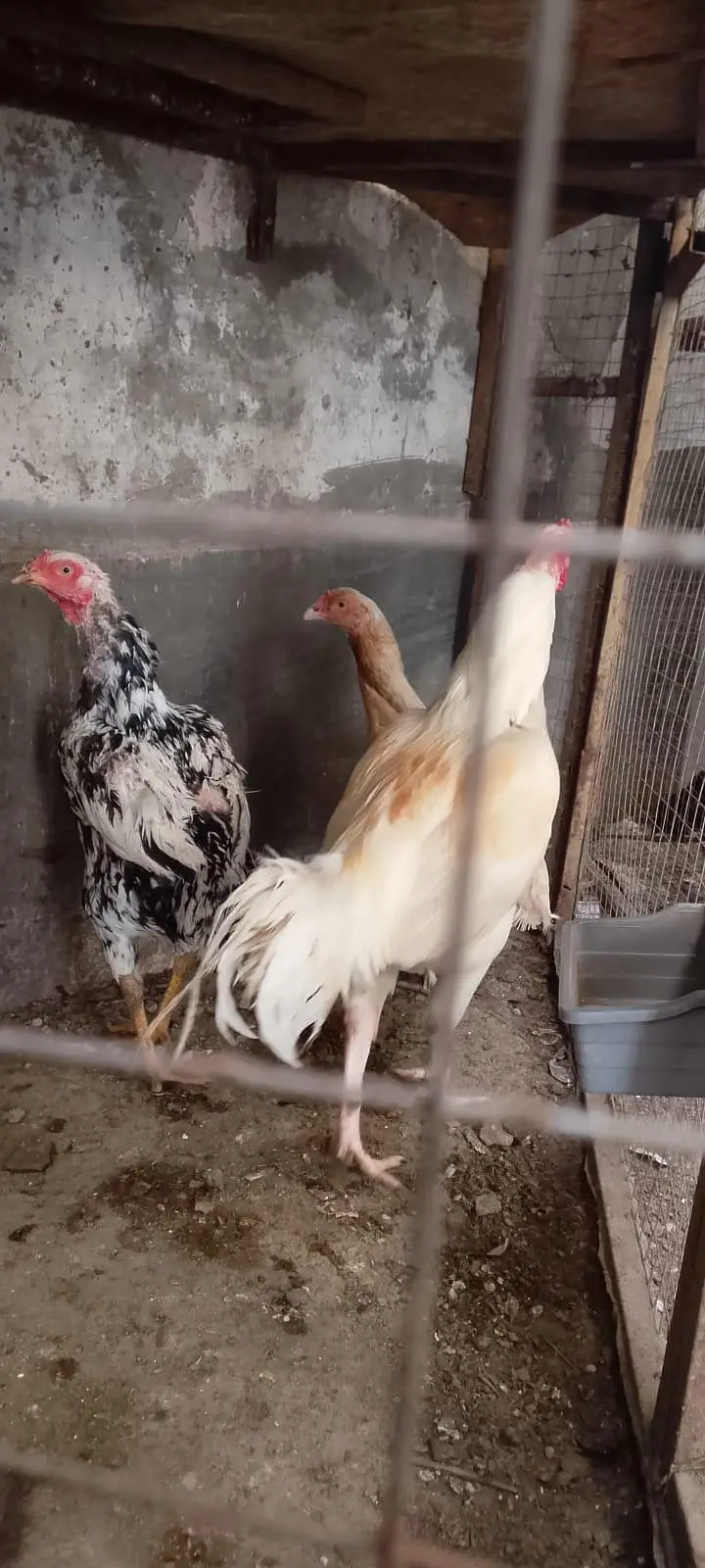 Aseel Eggs for sell Mushka Chenna heera mix eggs — photo 4