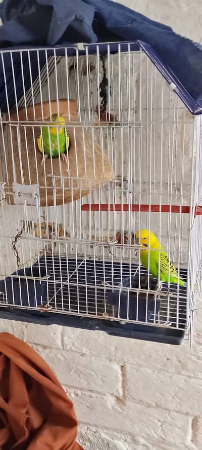 Beautiful pair with 2 baby and 5 eggs with cage
