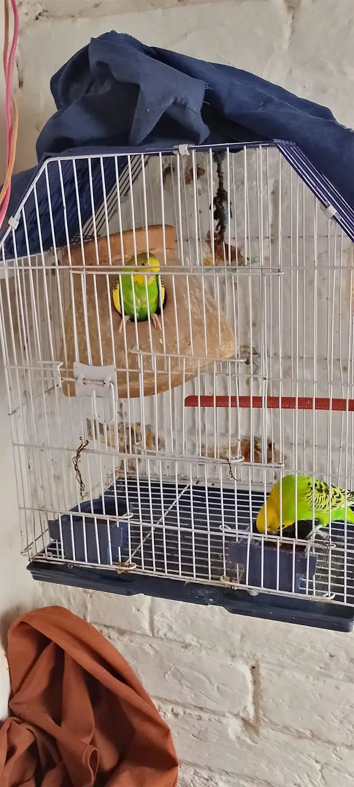 Beautiful pair with 2 baby and 5 eggs with cage — photo 2
