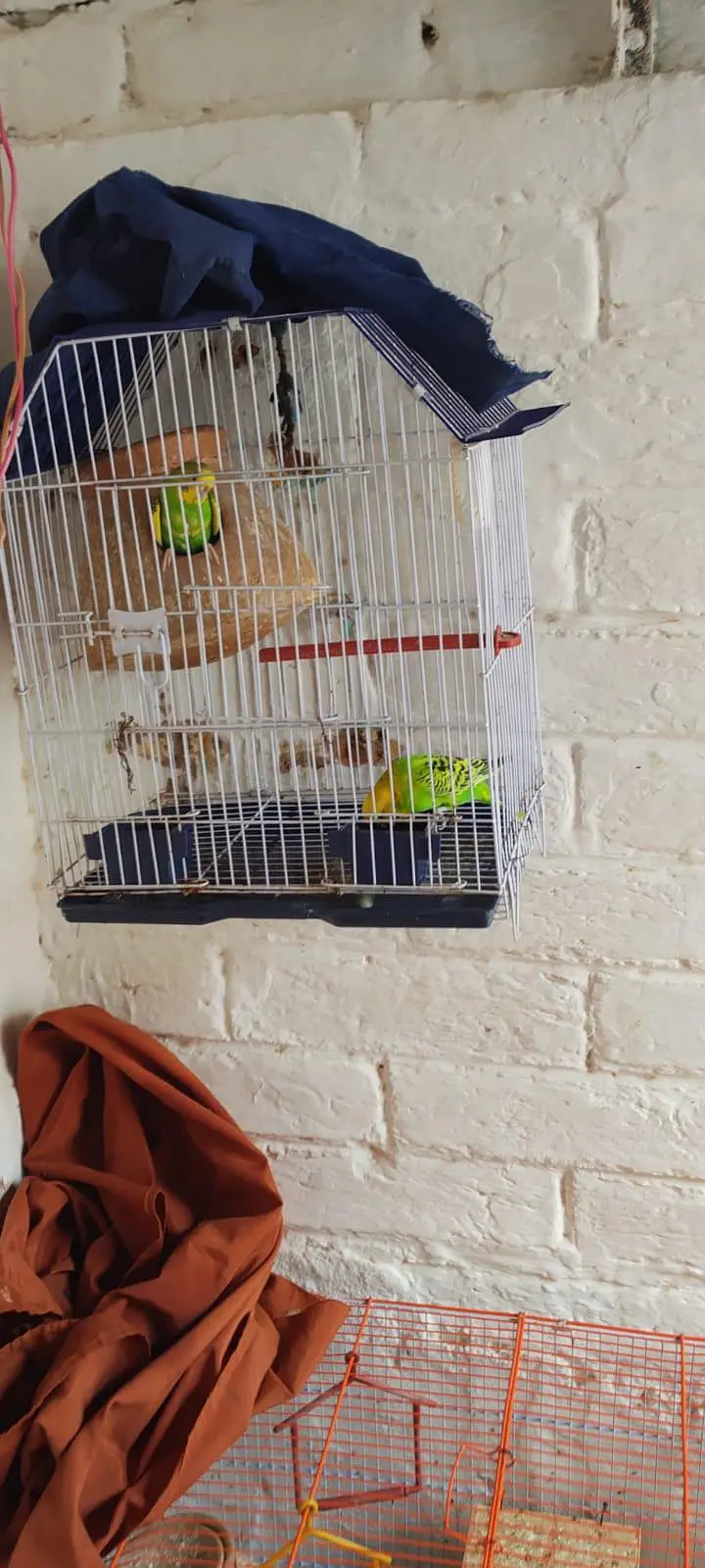 Beautiful pair with 2 baby and 5 eggs with cage — photo 3