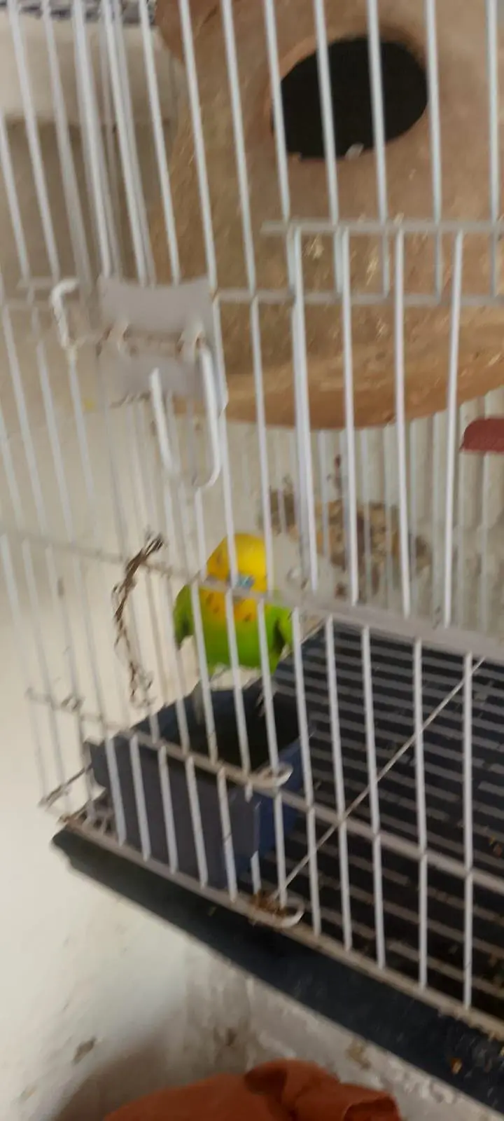 Beautiful pair with 2 baby and 5 eggs with cage — photo 4