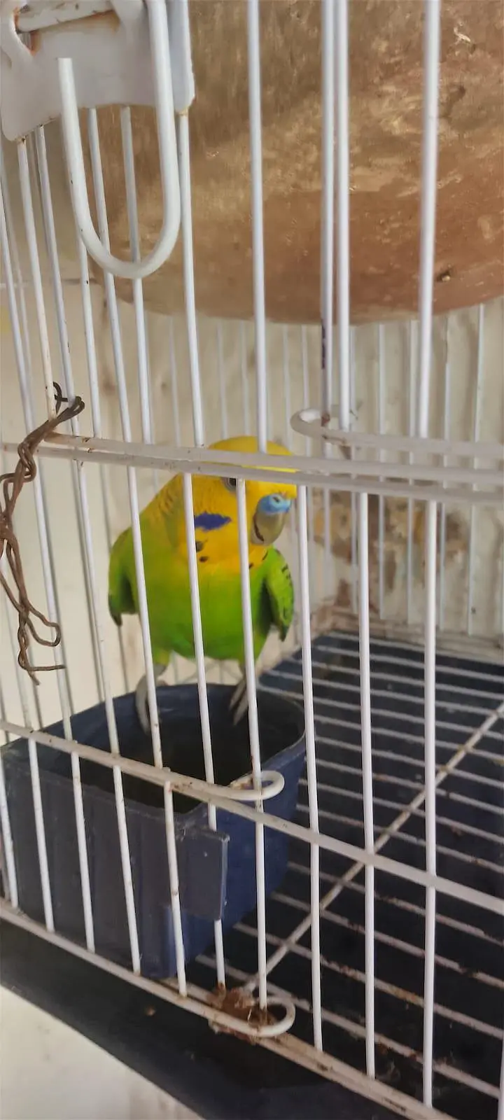 Beautiful pair with 2 baby and 5 eggs with cage — photo 5