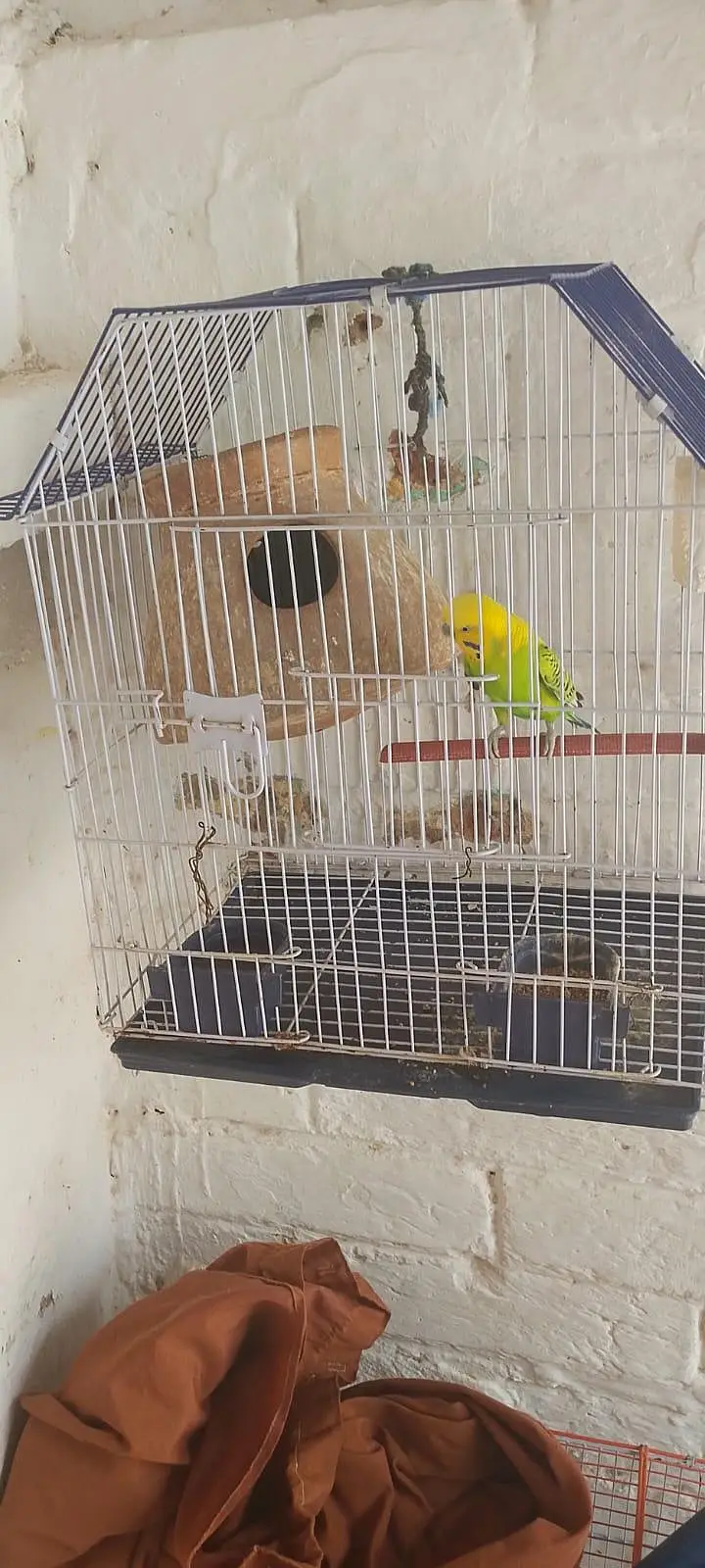Beautiful pair with 2 baby and 5 eggs with cage — photo 6