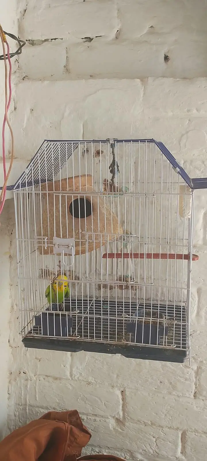 Beautiful pair with 2 baby and 5 eggs with cage — photo 7