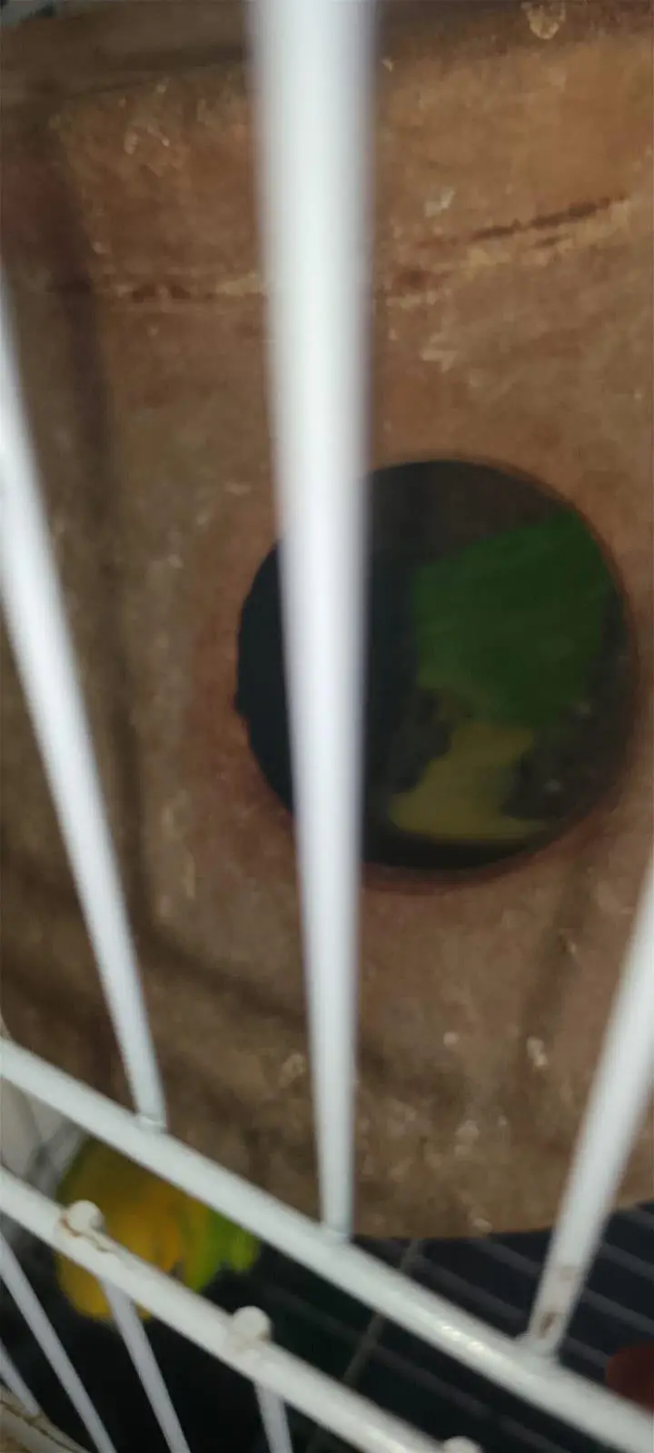 Beautiful pair with 2 baby and 5 eggs with cage — photo 8