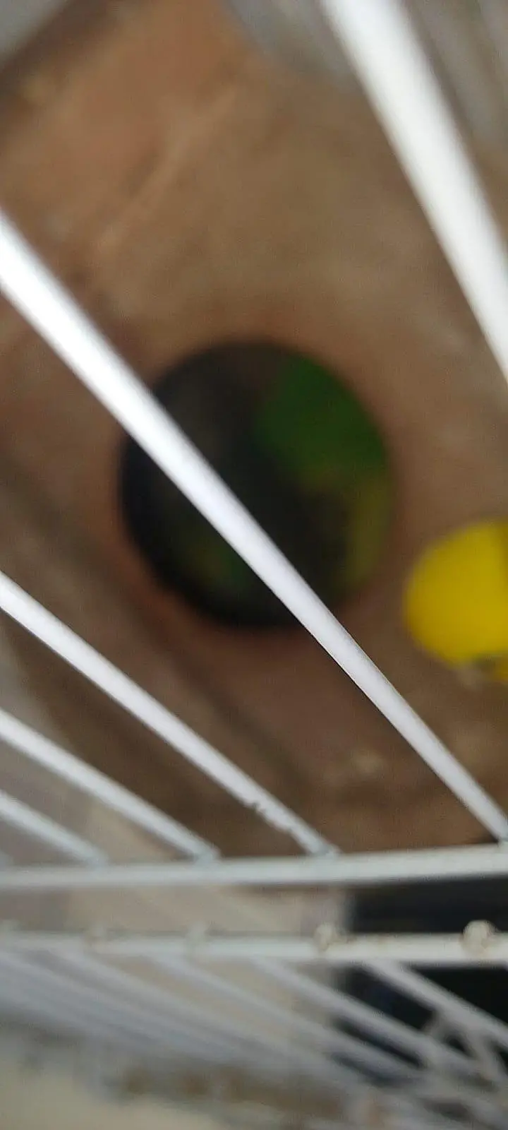 Beautiful pair with 2 baby and 5 eggs with cage — photo 9