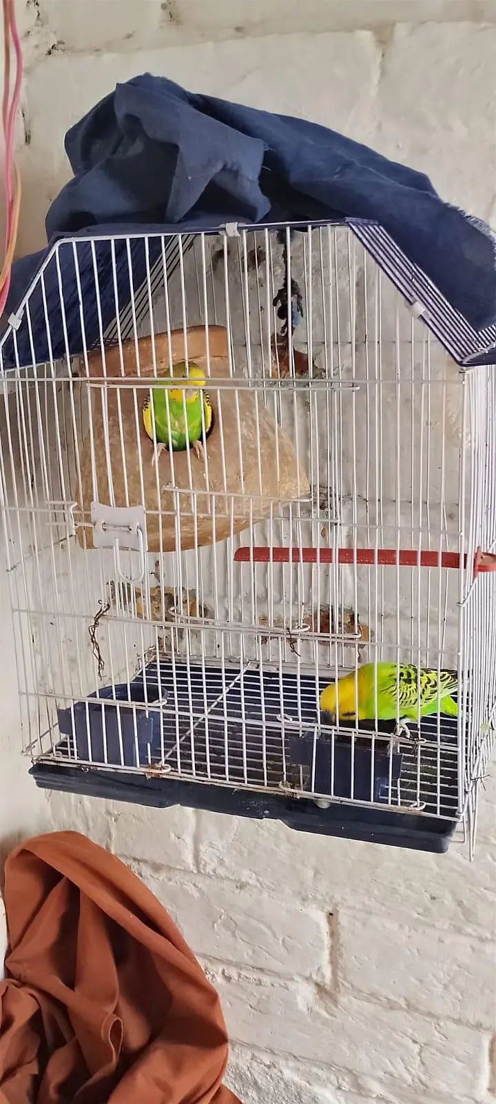 Beautiful pair with 2 baby and 5 eggs with cage — photo 10