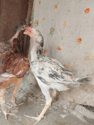 Aseeel pair bachy for sale