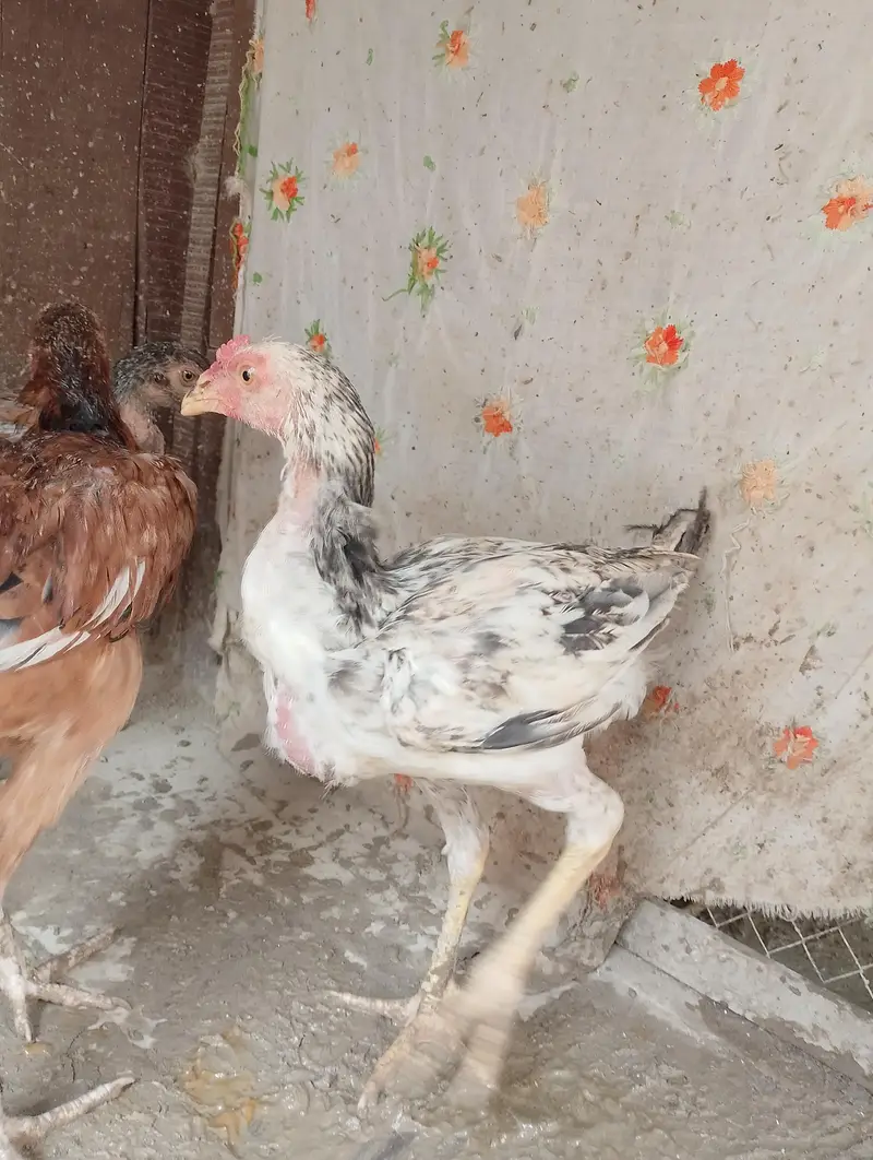 Aseeel pair bachy for sale — photo 2