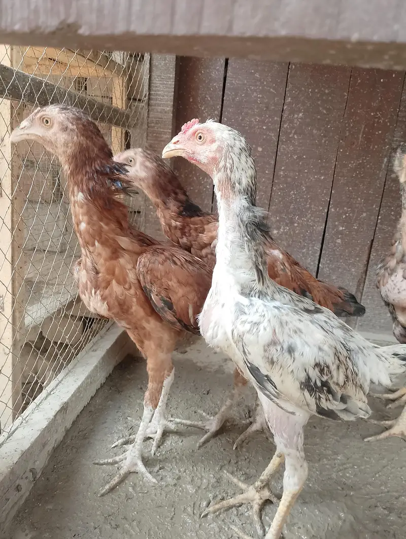 Aseeel pair bachy for sale — photo 3