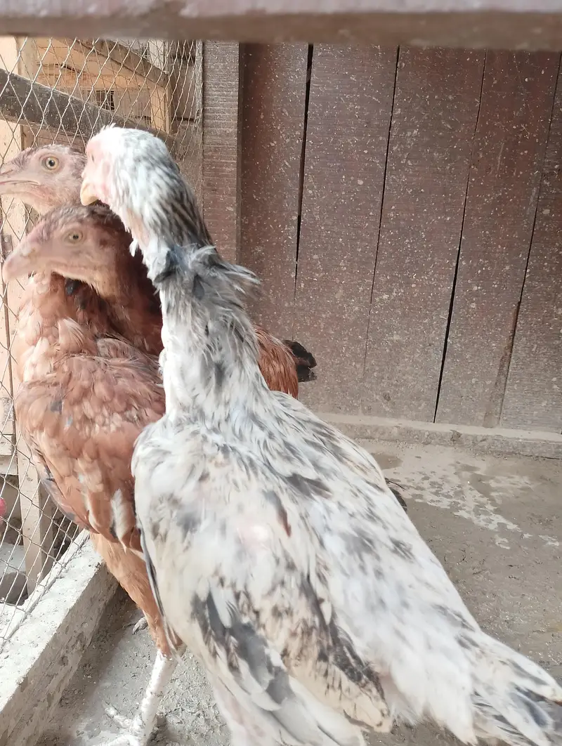 Aseeel pair bachy for sale — photo 4
