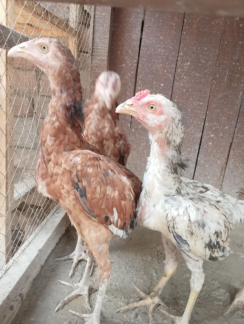 Aseeel pair bachy for sale — photo 6