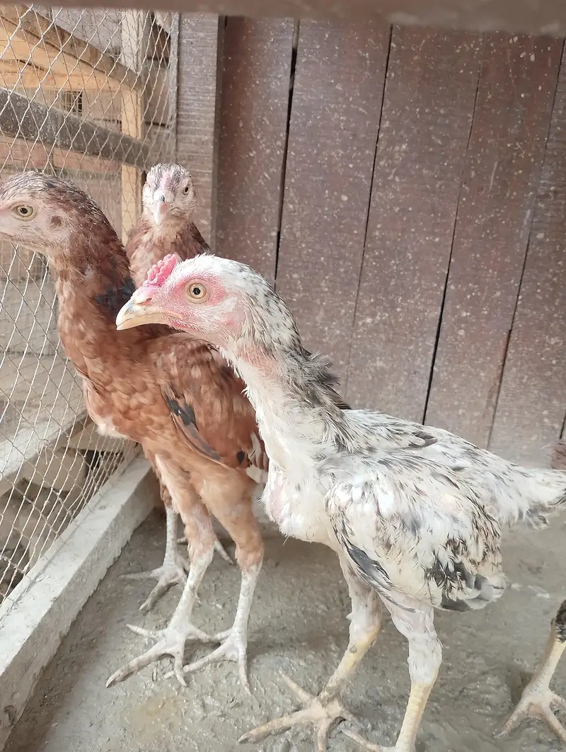 Aseeel pair bachy for sale — photo 7