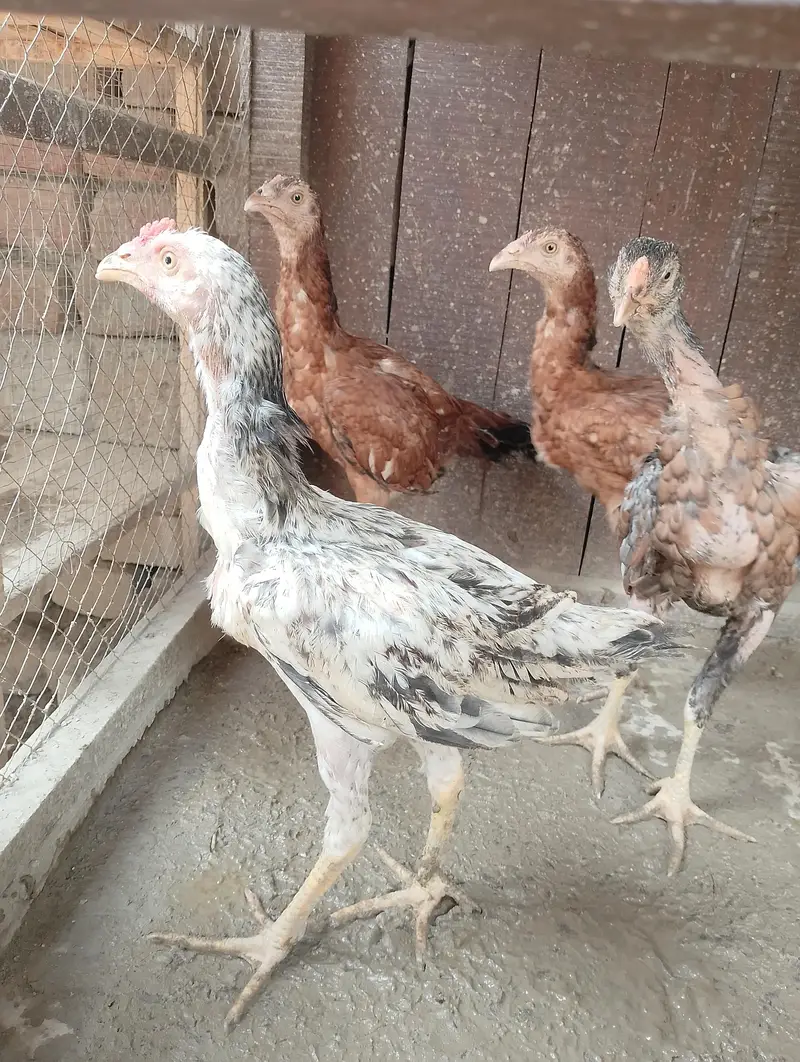 Aseeel pair bachy for sale — photo 8