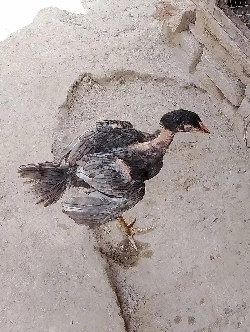 Aseeel pair bachy for sale — photo 11