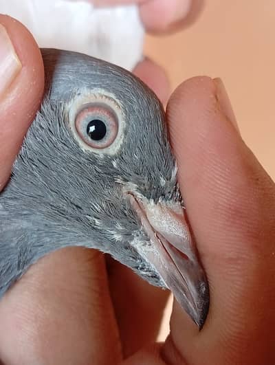pigeon red eyes pair for sale.