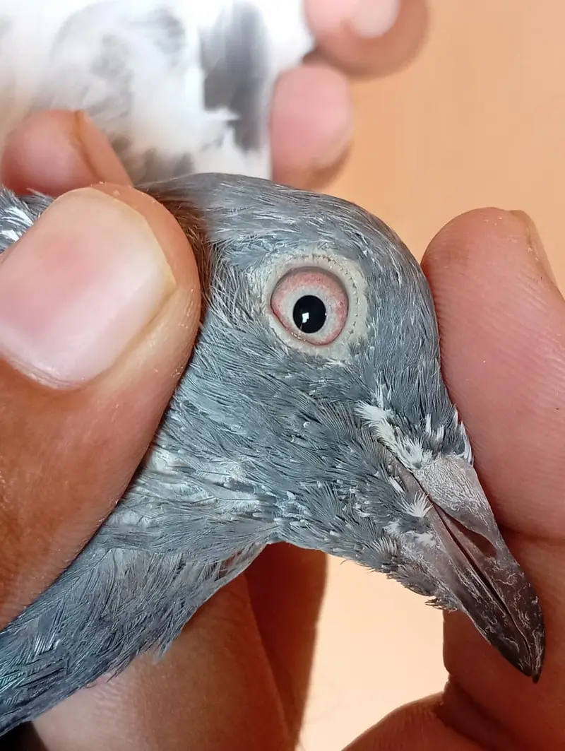 pigeon red eyes pair for sale. — photo 2