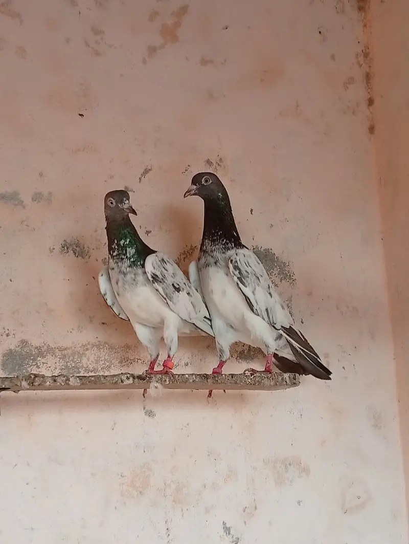 pigeon red eyes pair for sale. — photo 4