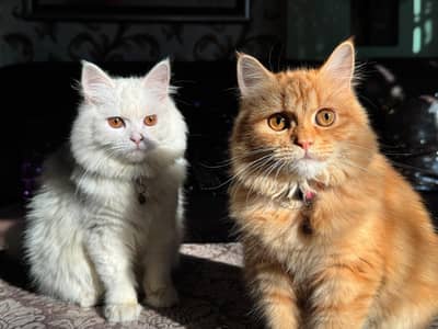 Persian Breeder pair Triple coat