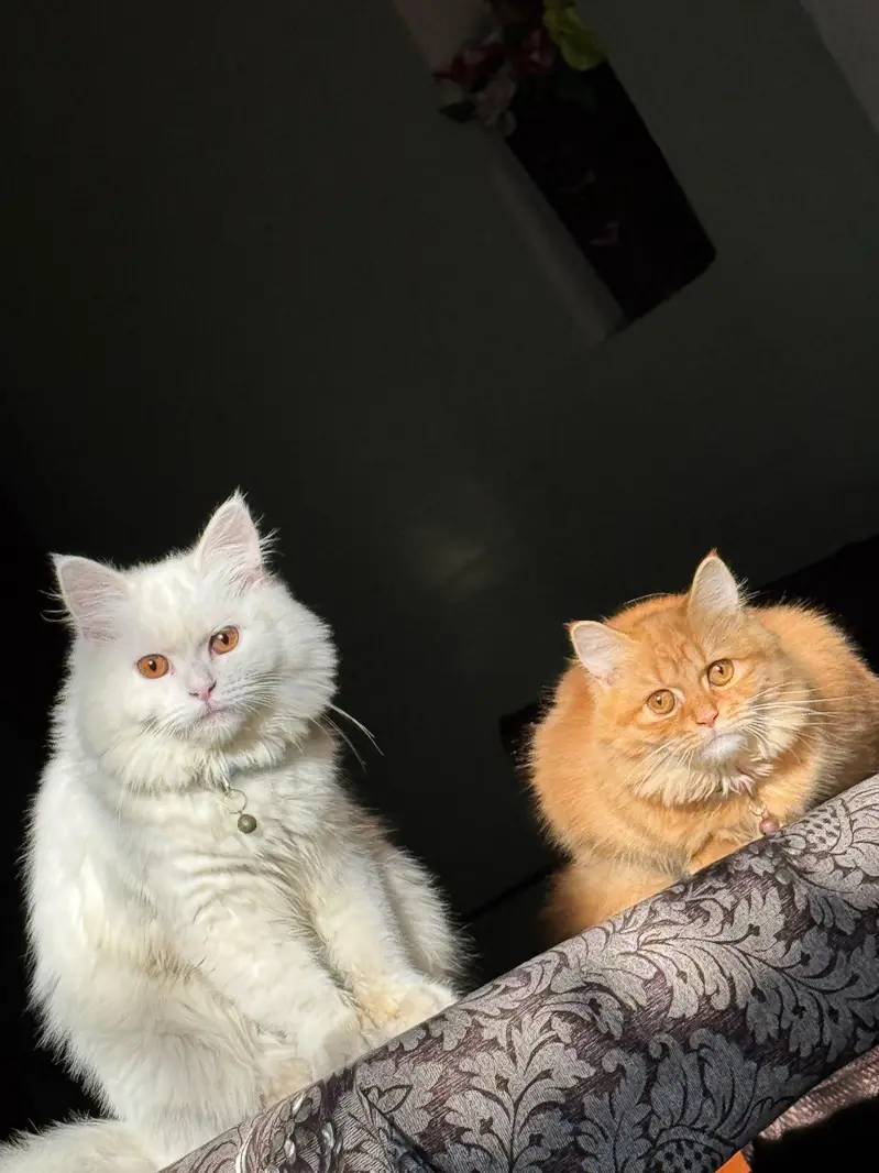 Persian Breeder pair Triple coat — photo 2