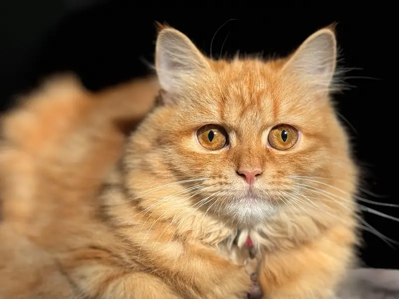 Persian Breeder pair Triple coat — photo 4