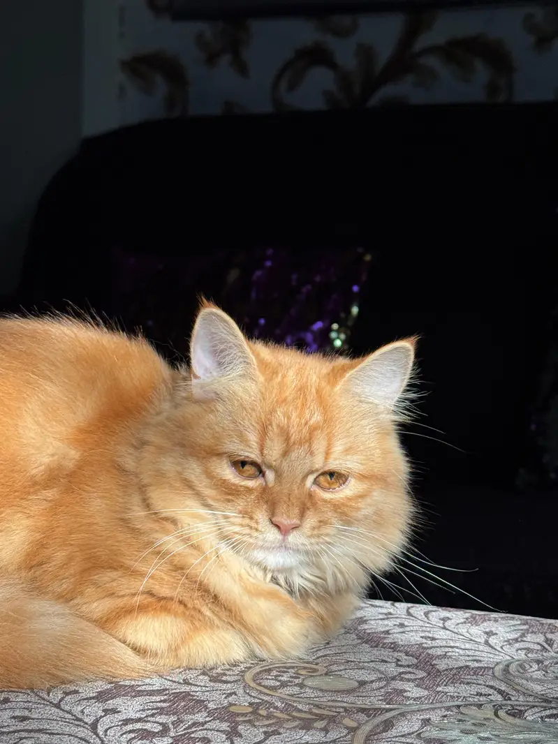 Persian Breeder pair Triple coat — photo 5