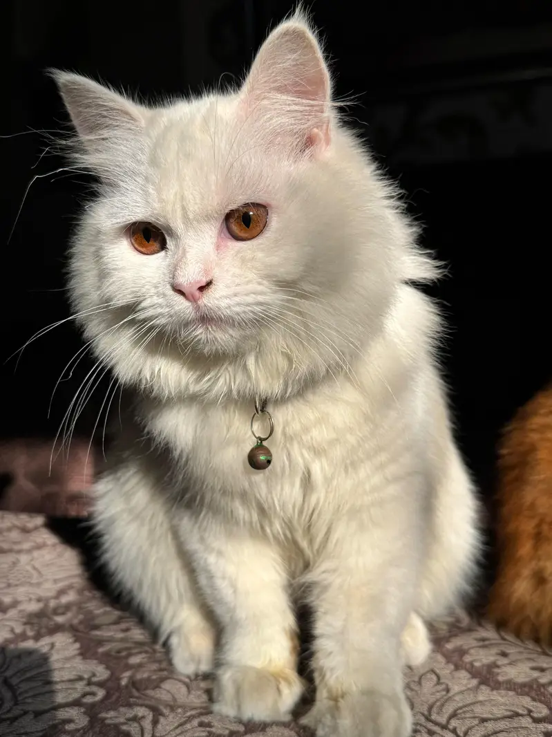 Persian Breeder pair Triple coat — photo 7