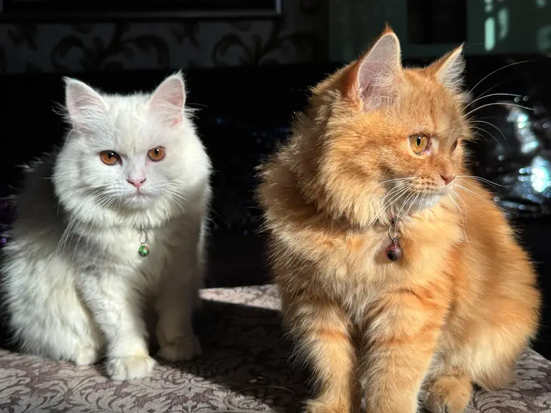 Persian Breeder pair Triple coat — photo 10