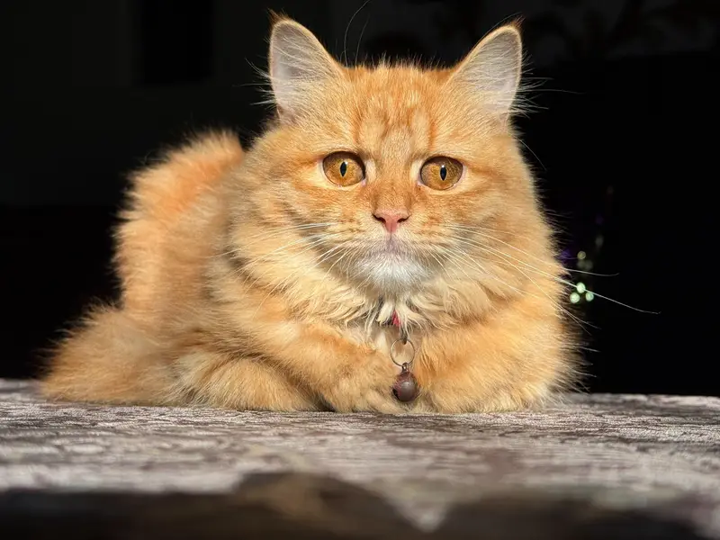 Persian Breeder pair Triple coat — photo 12