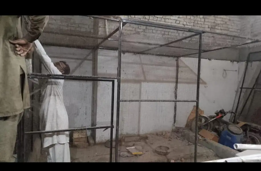 parrot colony — photo 3