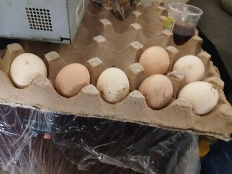 Mushka cheena, Heera cheena eggs available for sell — photo 2