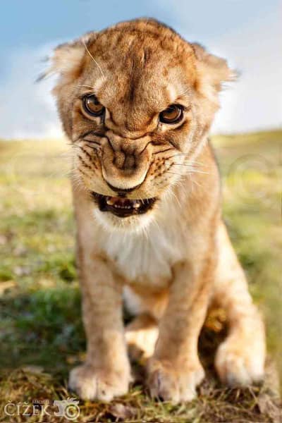 hidden.brave.lion