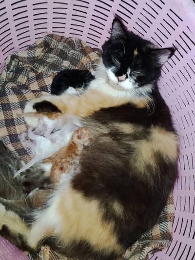 Persian cat 5 kitten pure Persian breed long hair full granted