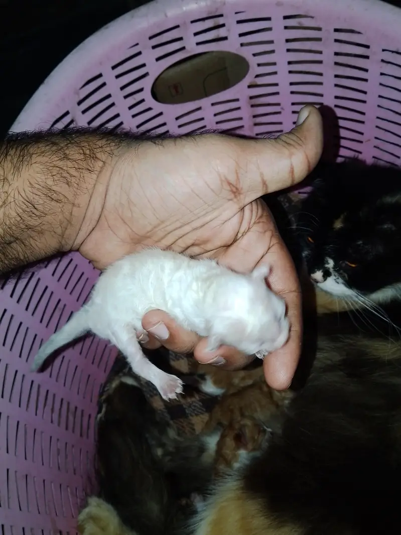 Persian cat 5 kitten pure Persian breed long hair full granted — photo 2